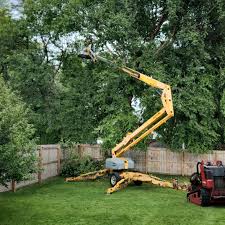 Best Tree Removal  in Camp Barrett, VA