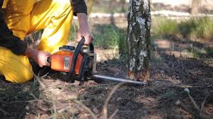 How Our Tree Care Process Works  in  Camp Barrett, VA