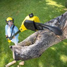 Best Organic Lawn Care Solutions  in Camp Barrett, VA