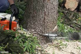 Best Fruit Tree Pruning  in Camp Barrett, VA