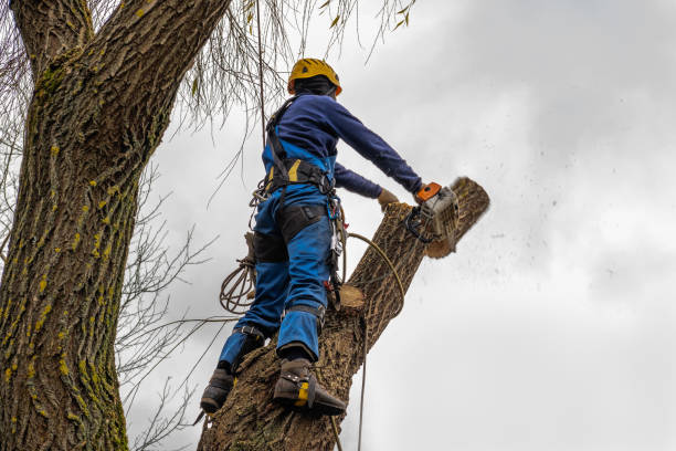  Camp Barrett, VA Tree Services Pros