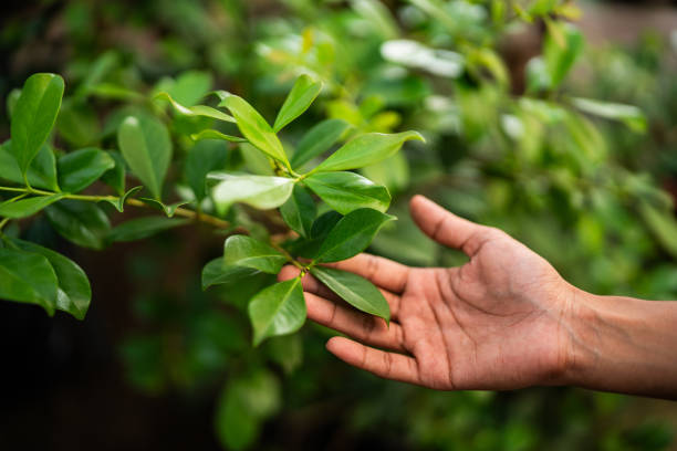 Professional Tree Services in Camp Barrett, VA