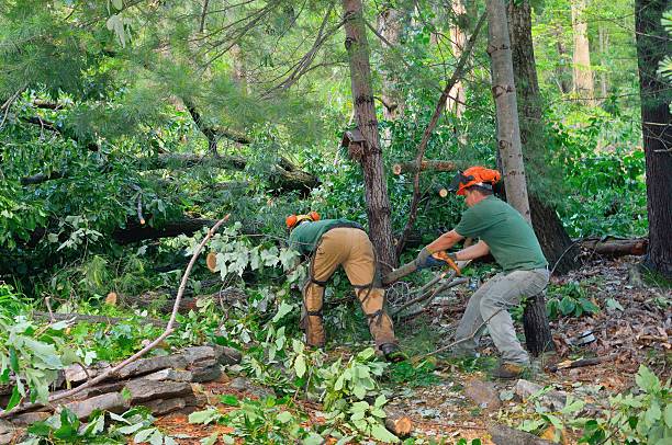Best Firewood Processing and Delivery  in Camp Barrett, VA