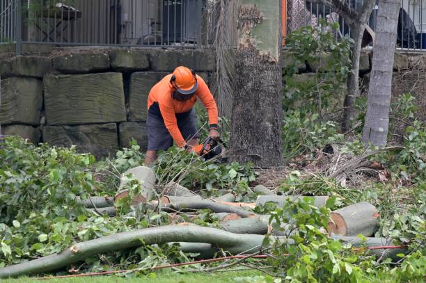 Best Hazardous Tree Removal  in Camp Barrett, VA