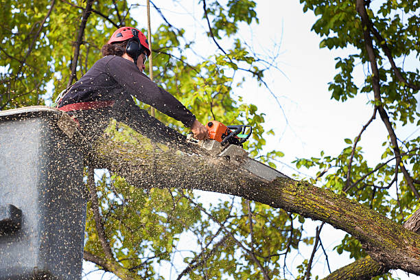 Best Lawn Renovation and Restoration  in Camp Barrett, VA