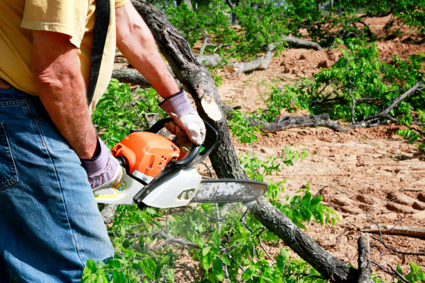 Best Tree Maintenance Programs  in Camp Barrett, VA